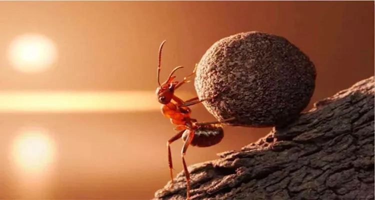 Interesting Science Facts Thats Why Ants Blood Not Red Like Humans - Sakshi