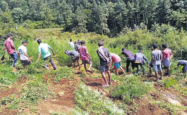 Cannabis crop destroyed - Sakshi