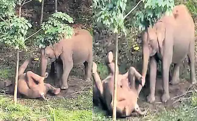 Mother Elephant Cries For Dead Baby Elephant - Sakshi