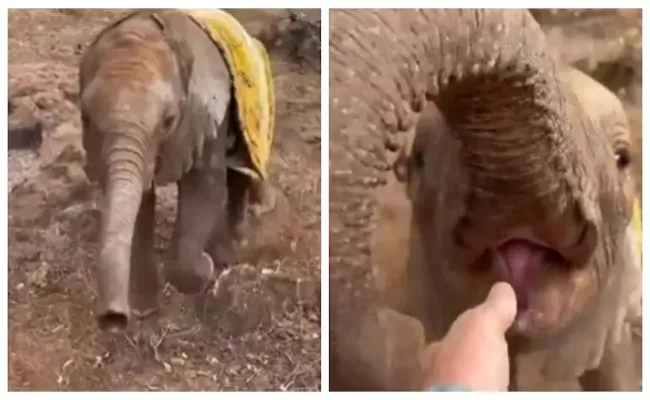 Orphan Elephant Named Kerrio Who Has Been Paralysed Since She Was Rescued - Sakshi