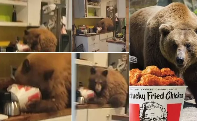 Bear Breaks Into US Home To Savour Fried Chicken - Sakshi