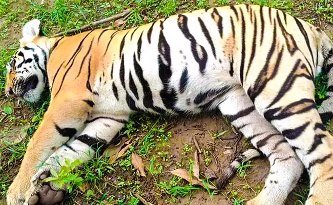 Telangana: Three Tigers Died In Last Two Months - Sakshi