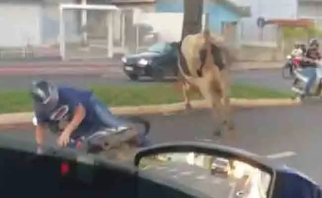 Cow Runs On Middle Road Knocks Down Motorcyclist In Brazil: Viral Video - Sakshi