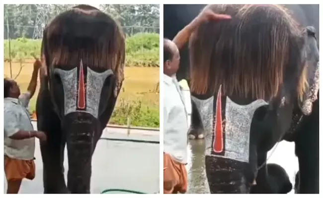 A Viral Video bob cut elephant is getting its hair combed  - Sakshi