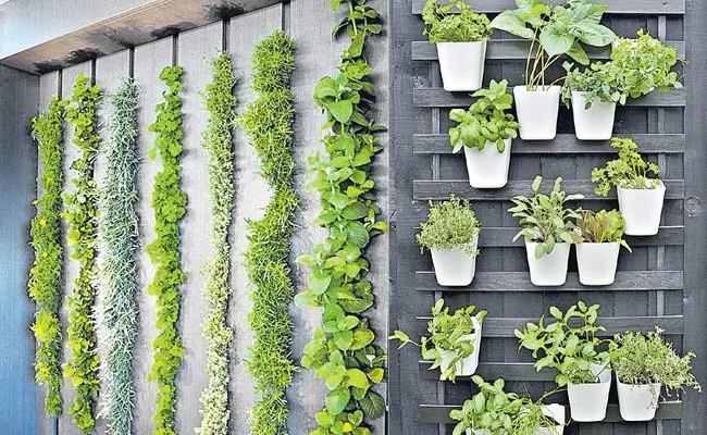 Home Creations Green Wall With Plants Interior Designs - Sakshi