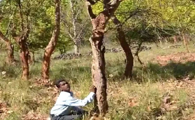 Laughing Tree In Kaladhungi Forest: Know Interesting Facts Of Tickling Tree In Telugu - Sakshi