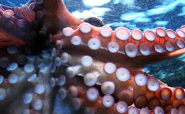 8 Interesting Facts About Octopuses In Telugu - Sakshi