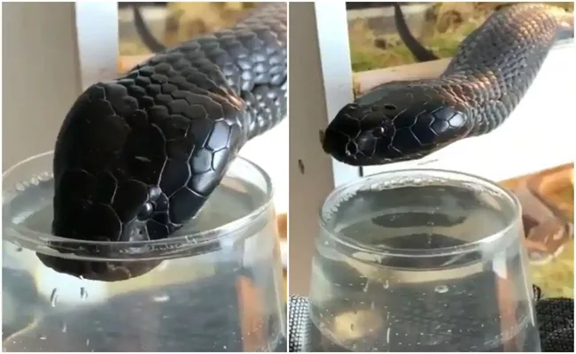 Poisonous Black Cobra Drinks Water From Glass Video Goes Viral - Sakshi