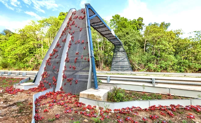 Australian Island Has An Overpass For Migrating Crabs, See How It Works - Sakshi