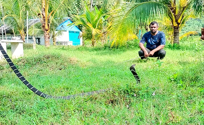 14 Feet Giri Nagu Hulchul In Visakhapatnam District - Sakshi