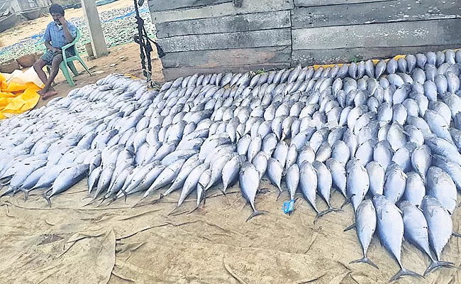 Fisherman Net Catching Demand Tuna Fish - Sakshi