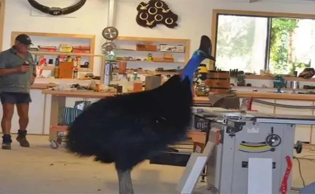 World Most Dangerous Bird Cassowary Visits Queensland Shed - Sakshi