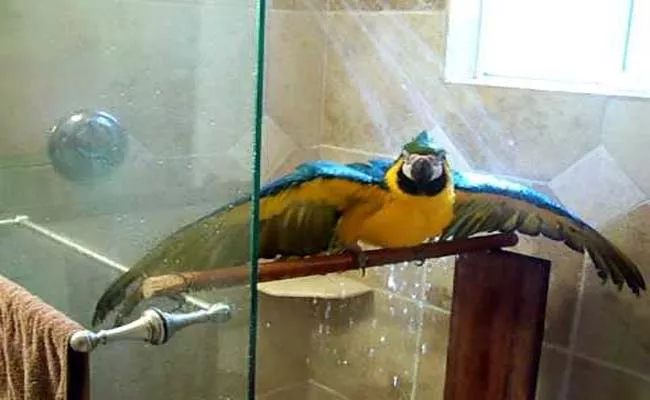 New bird owners Posts Video proper Way Bathe Their Birds - Sakshi