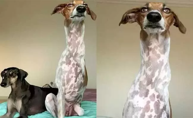 This Strange Dog With Long Neck And Spotted Body Looks Like Giraffe - Sakshi