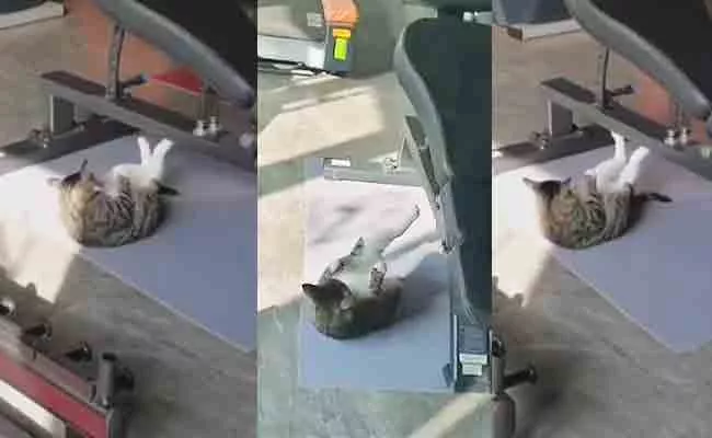 Cat Push Ups In GYM Netizen Reacts With Funny Comments Video Viral - Sakshi