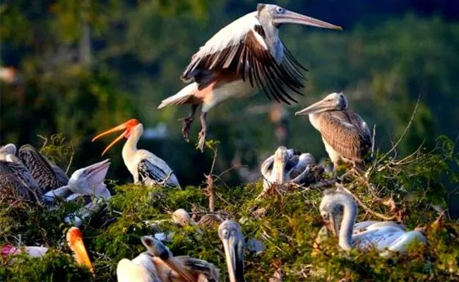 Heaven For Bird Lovers Telineelapuram Beach Srikakulam - Sakshi