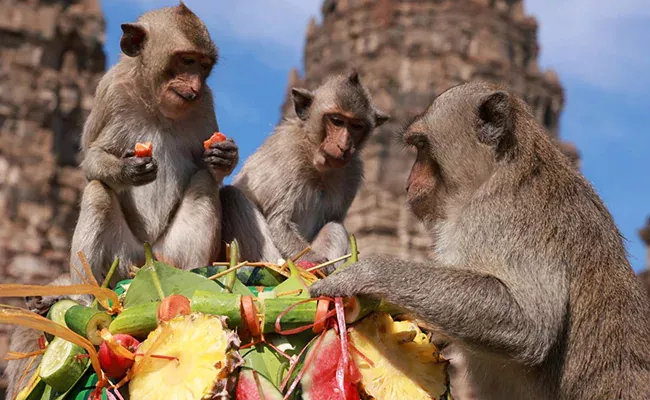 Thailand Monkey Festival: Thousands Of Monkeys In Lopburi Enjoyed With Fruits, Vegetables - Sakshi