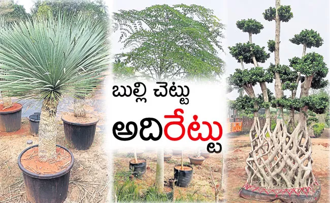 Kadiyam Nursery Plants: Olive, Multimode Bonsai, Imported Ficus, Moringa - Sakshi