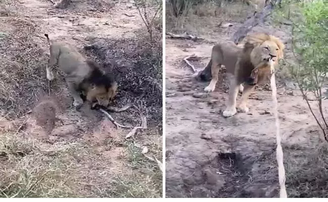 Viral Video Lion Plays Tug Of War With Safari Jeep Full Of Tourists  - Sakshi