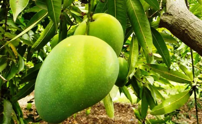 Prakasam Ulavapadu Mango World Famous Details In Telugu - Sakshi