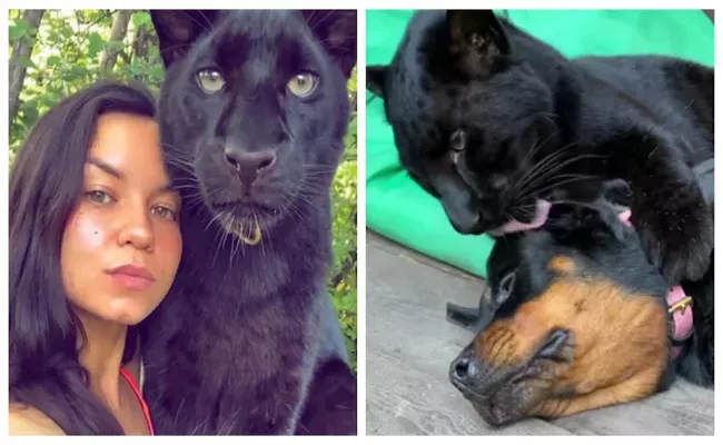 Abandoned Panther Grows Up With Hooman And Has A Doggo Bestie - Sakshi