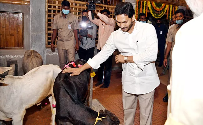 CM YS Jagan Mohan Reddy Visits Goshala At Tadepalli - Sakshi