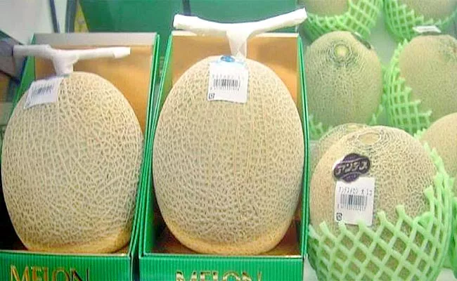 Japan Yubari Melon Fruit Cost More Than Gold Price - Sakshi