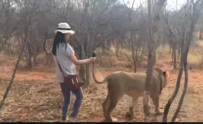 Harsh Goenka Shared A Video Of  ​His Daughter Brave Walk With The Lion  - Sakshi