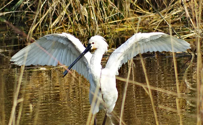 Interesting Facts About Bharatpur Bird Sanctuary In Telugu - Sakshi