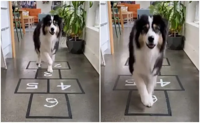 Dog Practices Squid Game Hard To Ace Hopscotch  - Sakshi