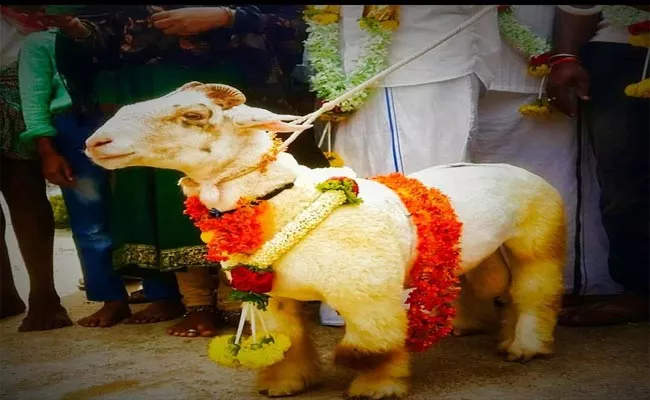 Demand Increases For Goat In Karnataka - Sakshi