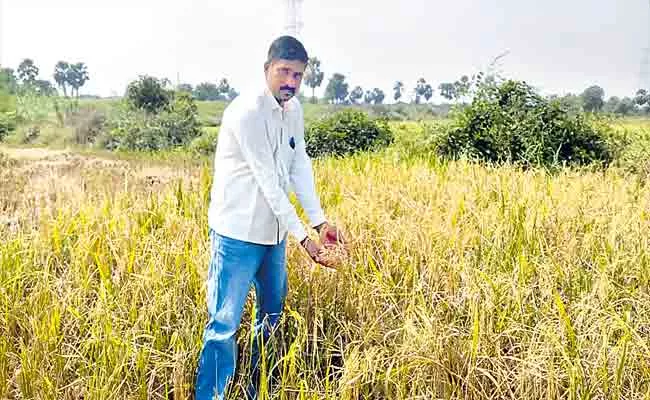 Farmers Cultivating Different Types Of Paddy In Telangana - Sakshi