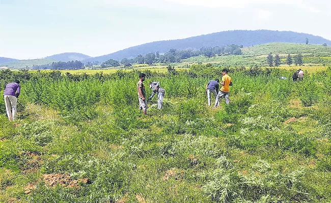 Andhra Pradesh Govt Attack On 1720 kg of marijuana in Single day - Sakshi