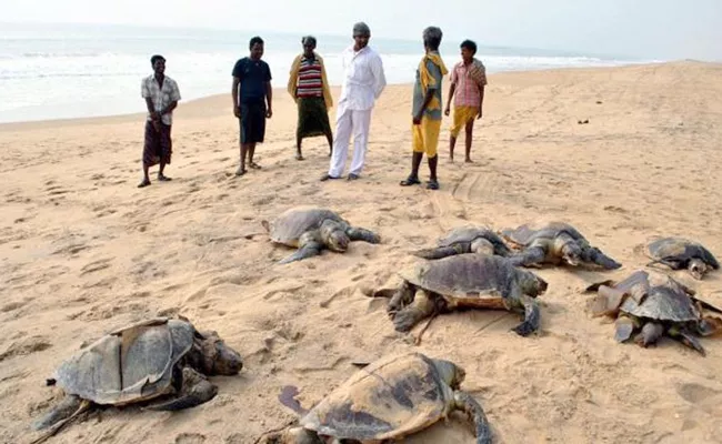 Survival of Sea Turtles Has Become Questionable - Sakshi