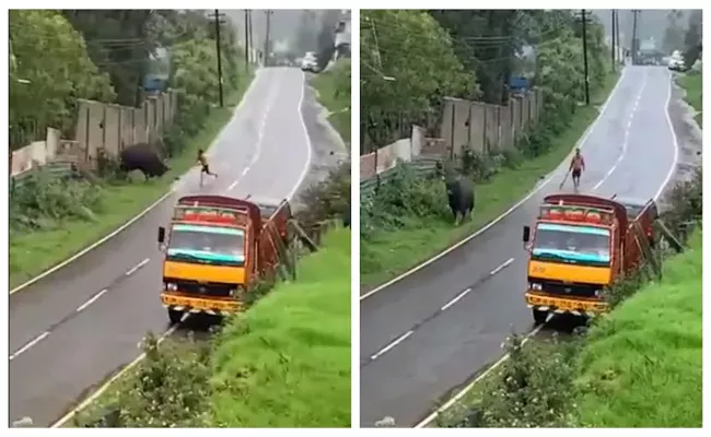 Tamil Nadu: Man Brutally Beats Injured Indian Gaur With Stick Video Goes Viral - Sakshi