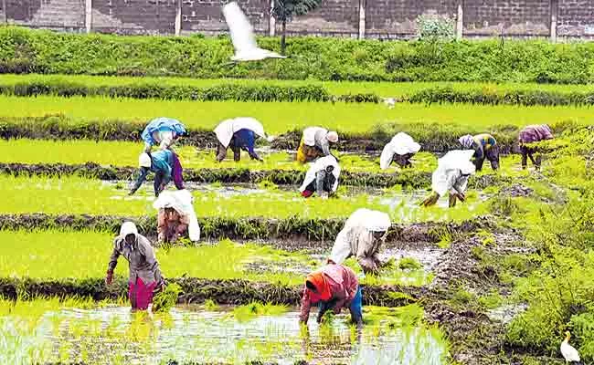 Paddy Cultivation In 10 Lakh Acres For Yasangi In Telangana - Sakshi