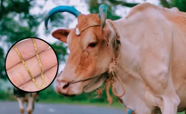 Karnataka: Cow Swallows Gold Chain Weighing 20 Grams Owned Done Surgery - Sakshi