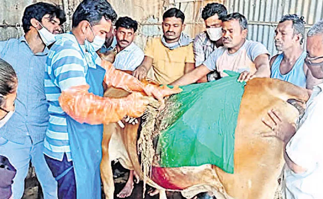 Surgery shows 15 KG Plastic Bags Removed From Cow Stomach Srikakulam - Sakshi