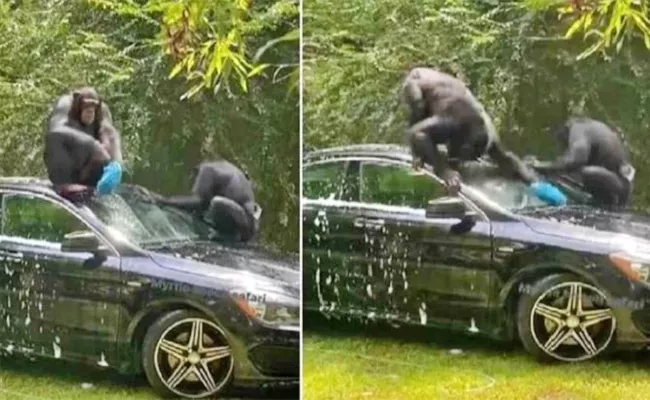 Viral Video Two Chimpanzees Climbing Over A Black Car And Rubbing, Cleaning The Glass - Sakshi