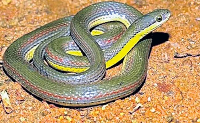 Olive Keel Black Snake Found At Markapur Andhra Pradesh - Sakshi