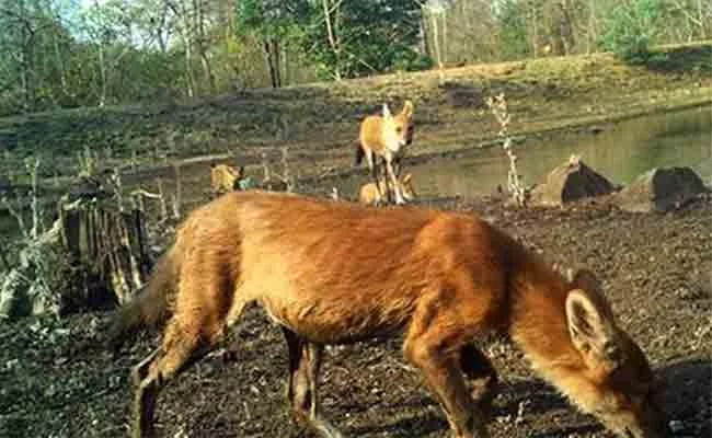 Wild Dogs In Kawal Wildlife Sanctuary In Adilabad - Sakshi