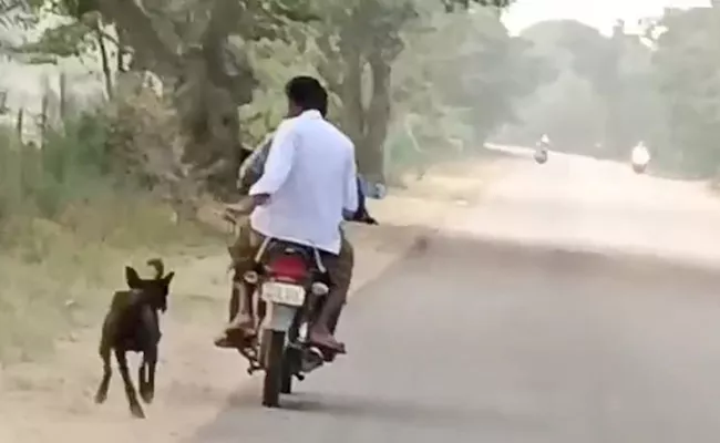 Dog Is Not Sitting On Bike After A Man Locked Bike Back  - Sakshi