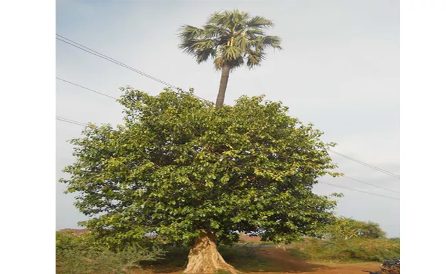 Tree Upon Tree And Amazes Everyone In Kurnool District - Sakshi