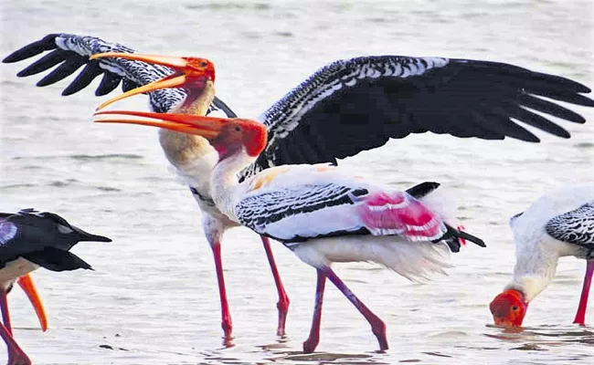 Thousands of Foreign birds in Pulicat Lake - Sakshi