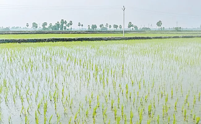 Telangana Farmers Dilemma On Paddy Cultivation - Sakshi