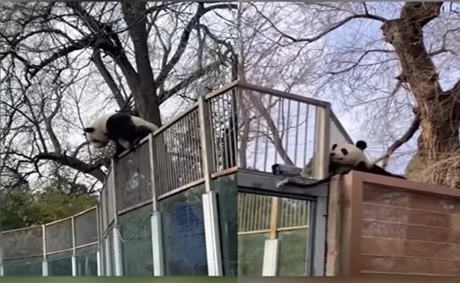 Naughty Panda Briefly Escapes Zoo At Beijing Goes Viral - Sakshi