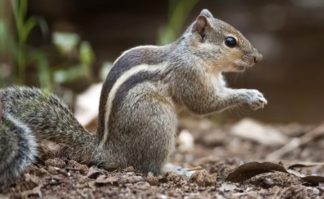 Bulls Died Of Electric Shock Due To Squirrel In Kurnool District - Sakshi