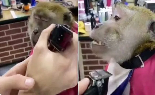 Monkey Visiting Barber Shop To Get Shave Video Gone Popular On Social Media - Sakshi