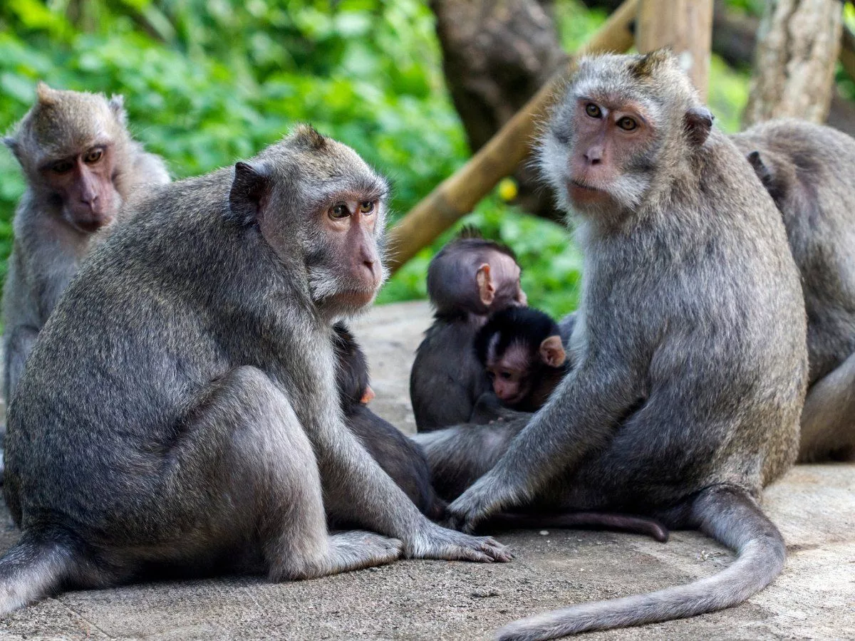 Monkeys Kill 250 Dogs To Take Revenge After Puppy Kills Baby Monkey - Sakshi