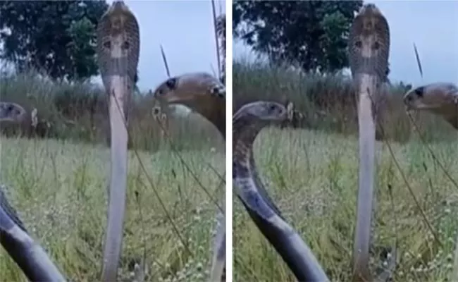 Three King Cobras Met Facing Each Other Video Gopes Viral - Sakshi